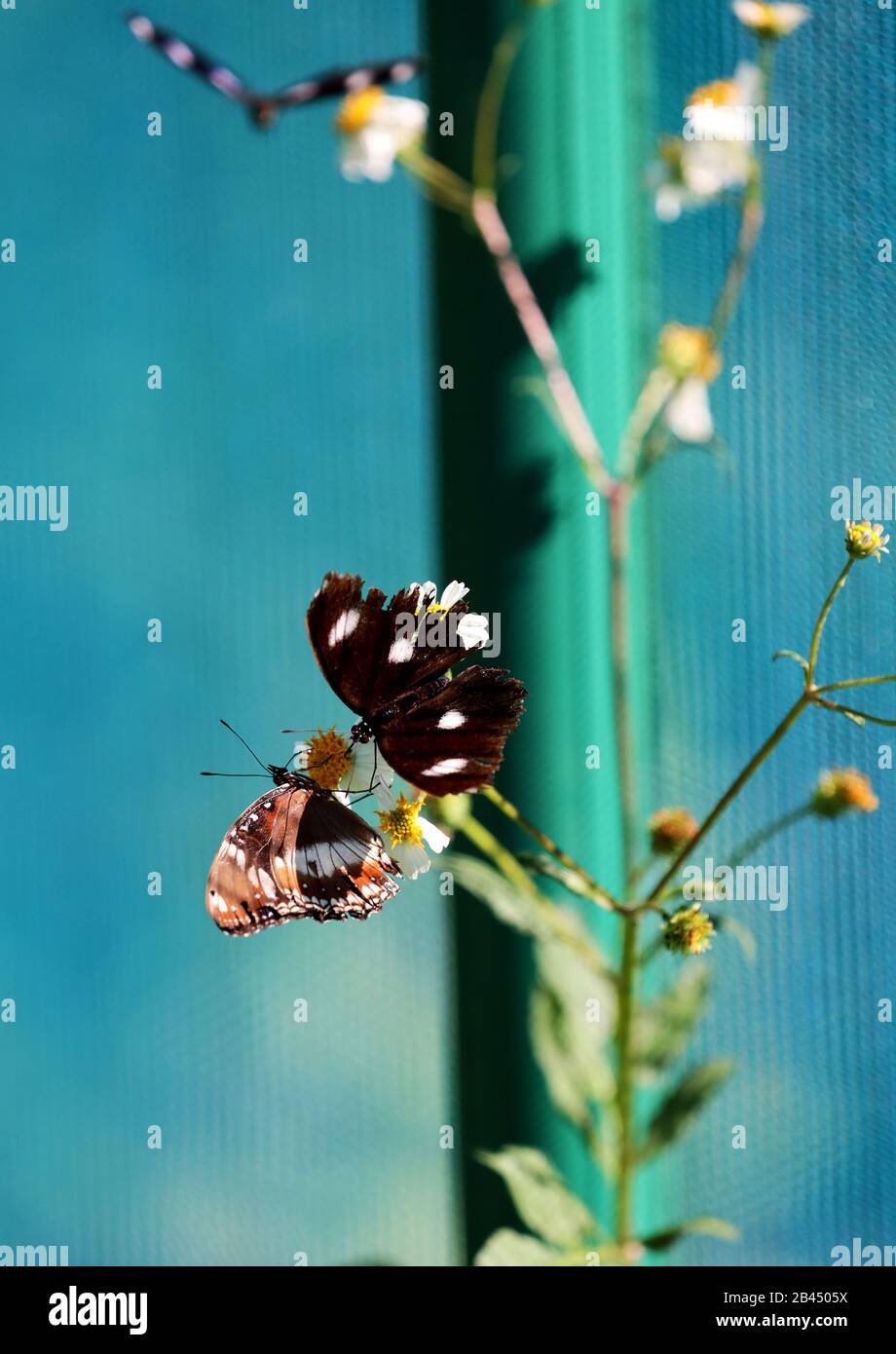 Beautiful Butterflies in nature, at the gardens and butterfly house