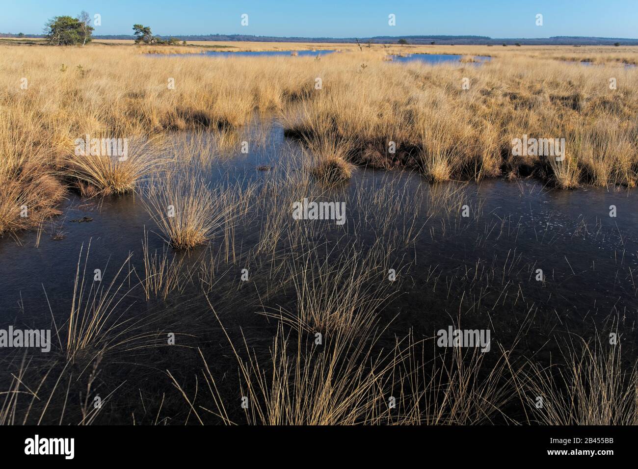 Wetlands in National Park de Hoge Veluwe in the Netherlands Stock Photo