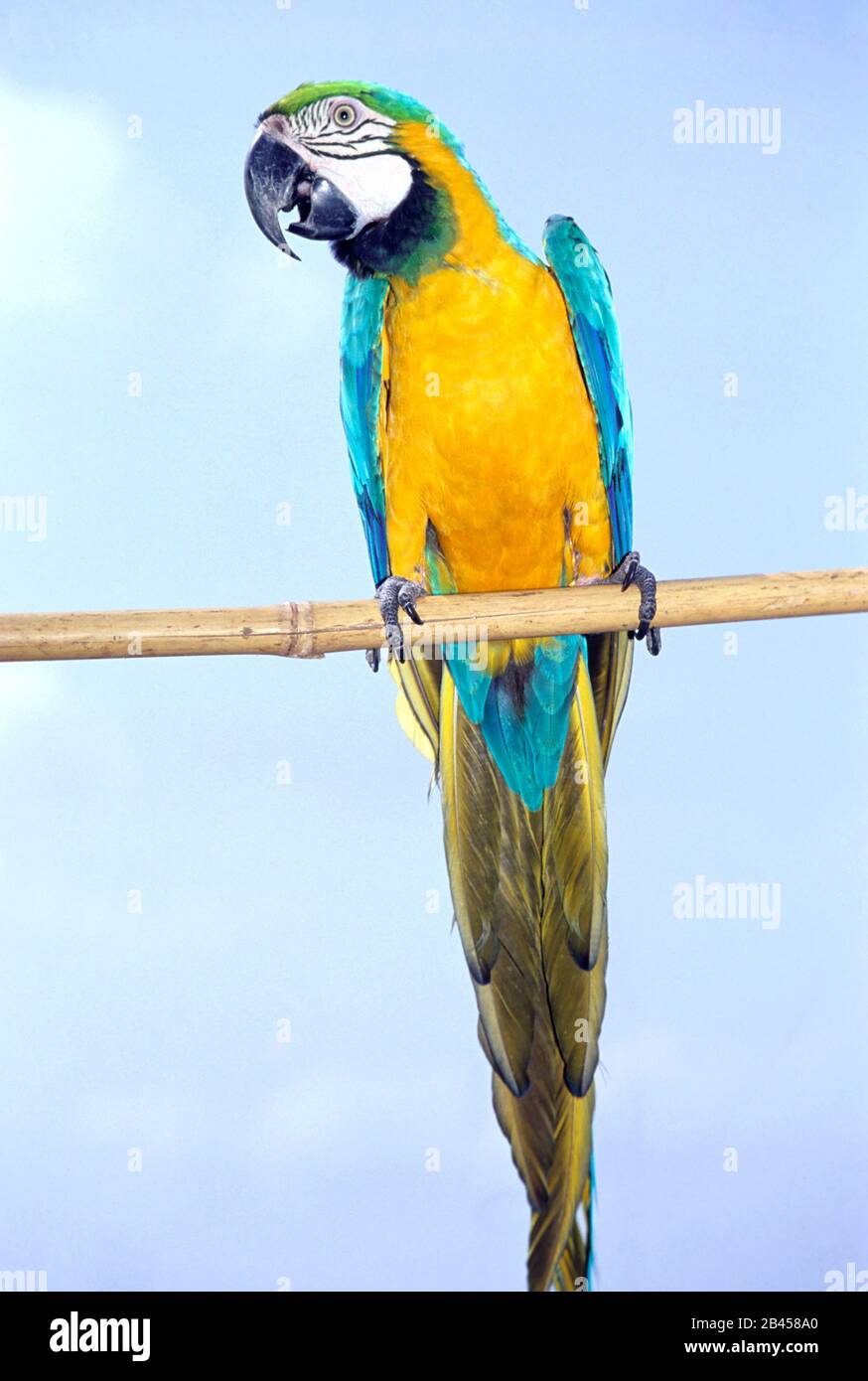 Parrots Zoo, Bombay mumbai, Maharashtra, India, Asia Stock Photo