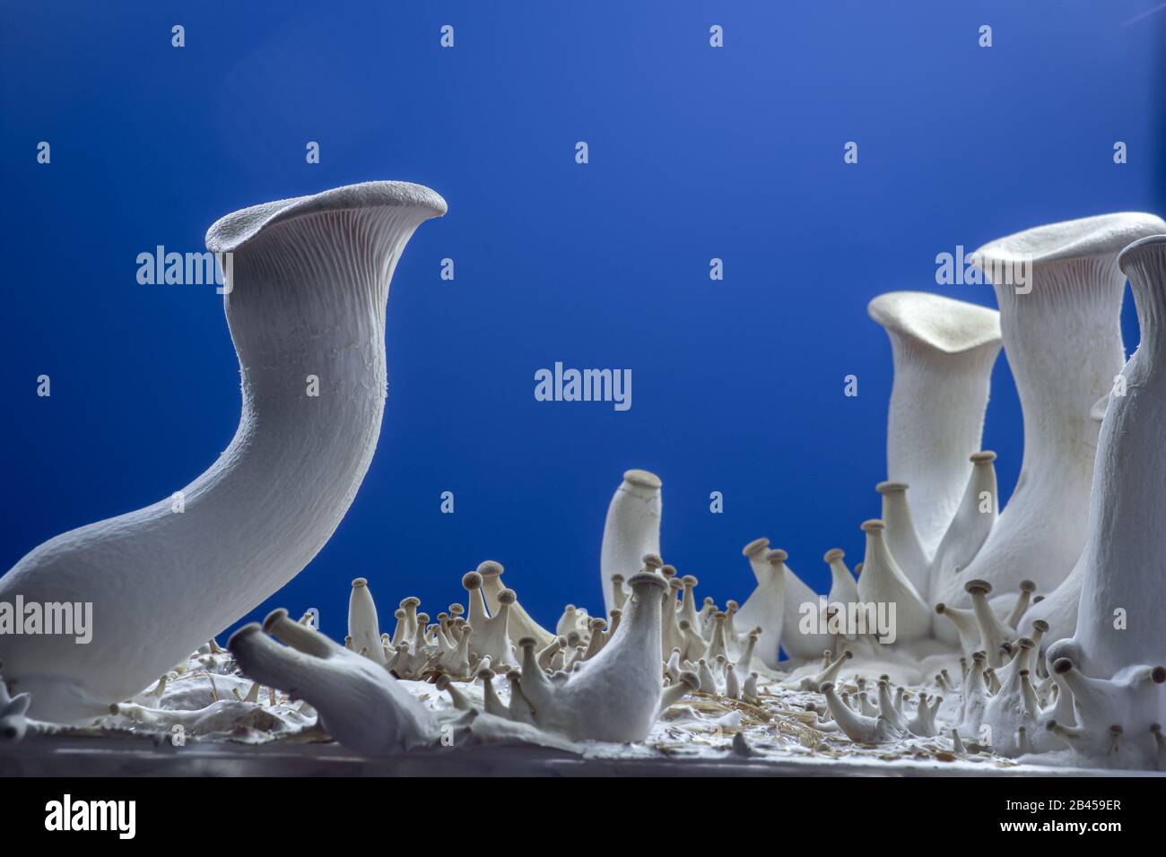 Pleurotus eryngii . king trumpet mushroom on blue background Stock