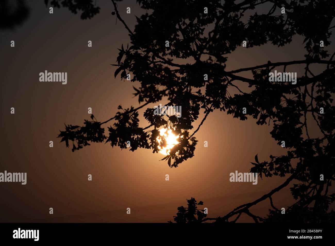 sun shines through the branches of a tree Stock Photo - Alamy