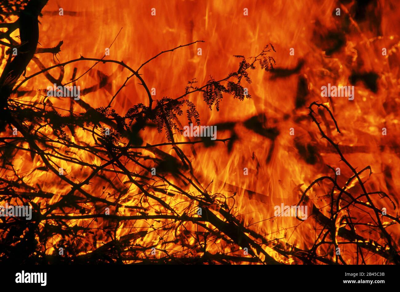 Bush on fire Stock Photo