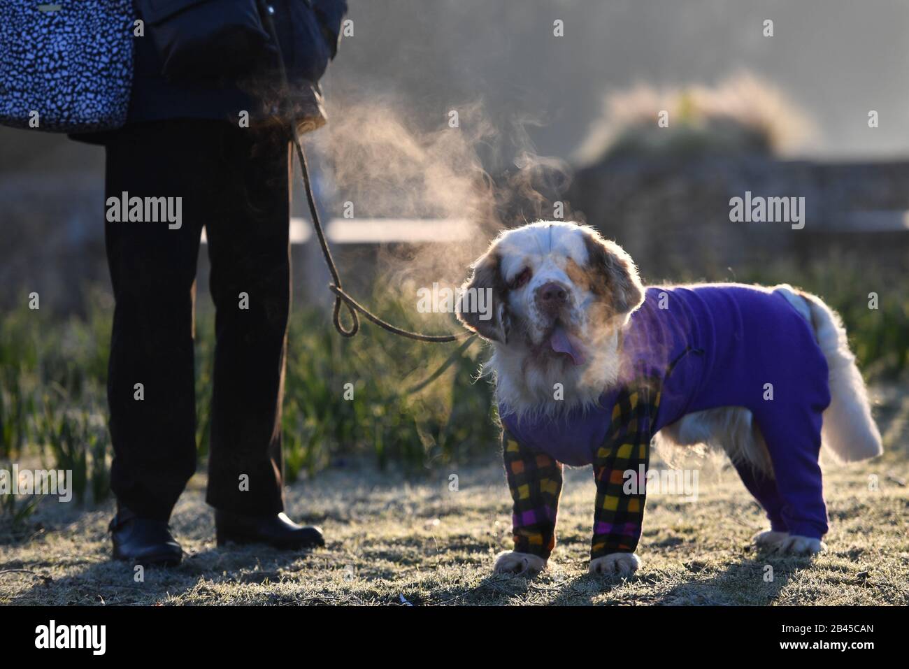 Bosun, a Clumber spaniel, arrives at the Birmingham National Exhibition Centre (NEC) for the second day of the Crufts Dog Show. Stock Photo