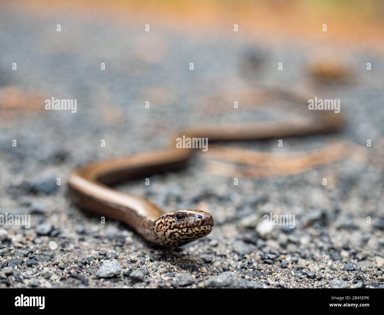 Face of a legless lizard. Anguis fragilis, the slowworm, is a legless