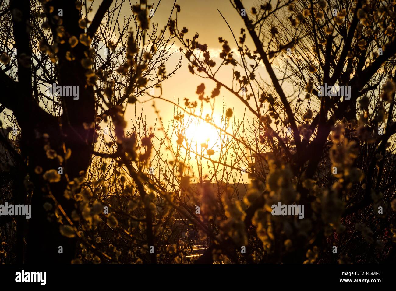 Golden sunset Stock Photo