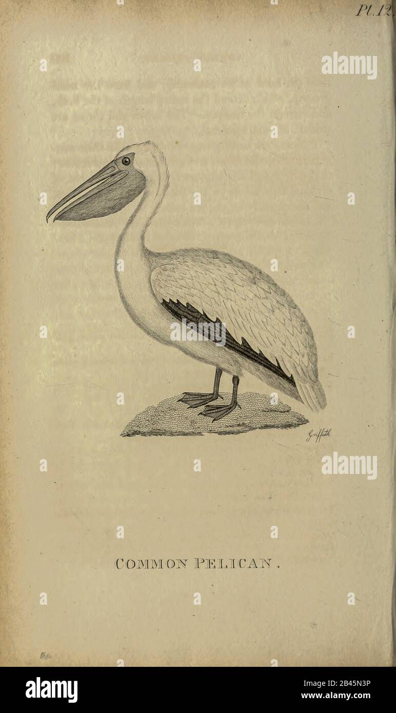 Common Pelican from the 1825 volume (Aves) of 'General Zoology or Systematic Natural History' by British naturalist George Shaw (1751-1813). Shaw wrote the text (in English and Latin). He was a medical doctor, a Fellow of the Royal Society, co-founder of the Linnean Society and a zoologist at the British Museum. Engraved by Mrs. Griffith Stock Photo