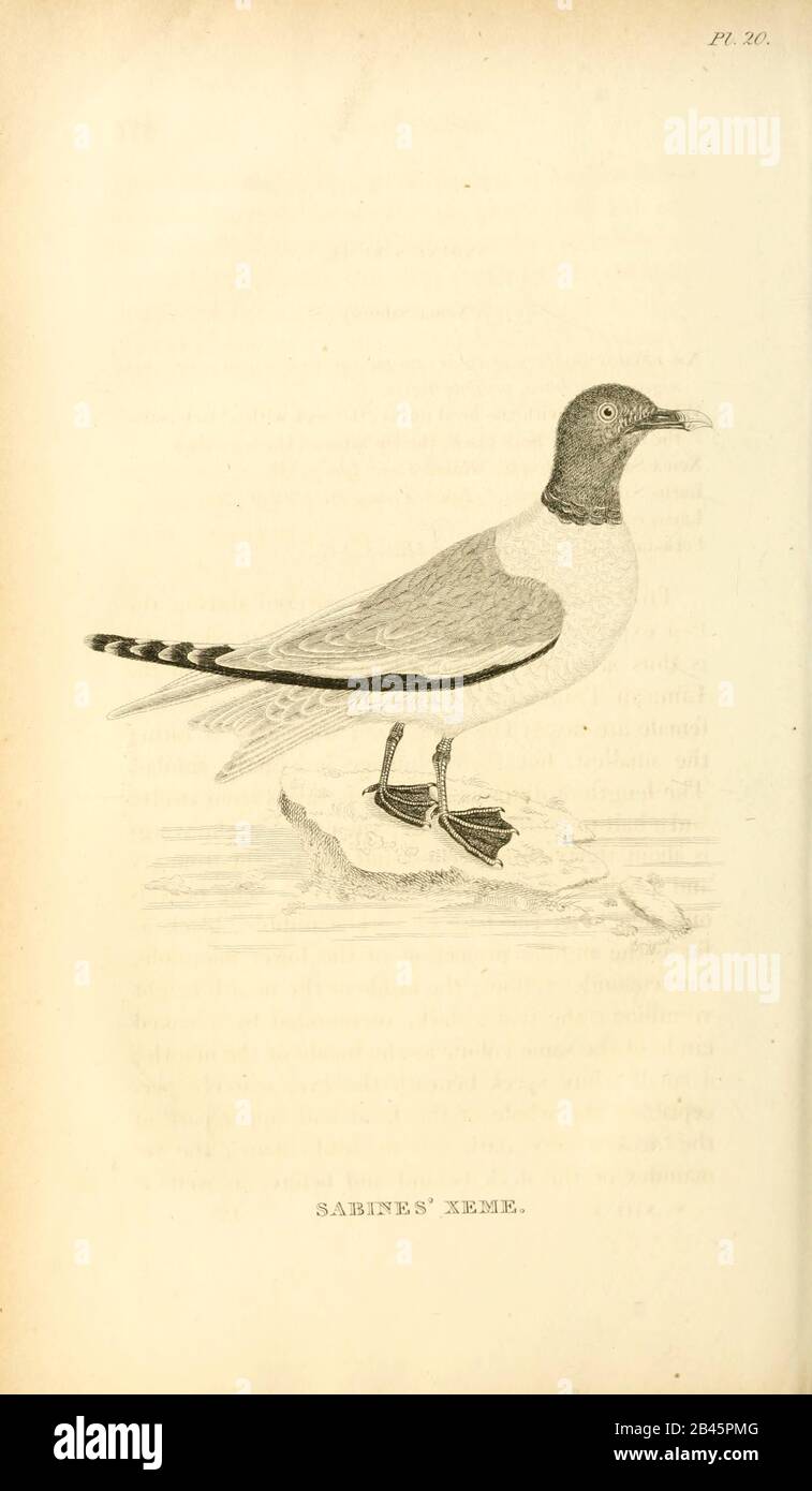 Antique ENGLISH SEAGULL Print Bird Engravings British Birds Study 19th Century