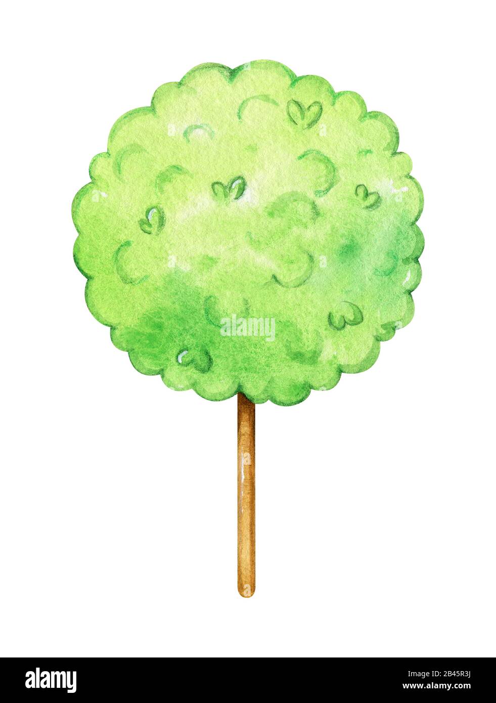 Round watercolor tree with beautiful texture isolated on white background. Seasonal spring or summer illustration. Stock Photo