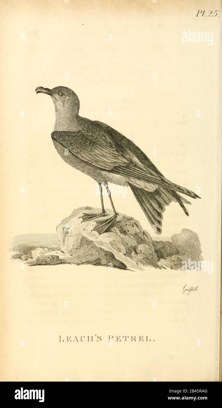 Leach's storm petrel or Leach's petrel (Oceanodroma leucorhoa) from the 1825 volume (Aves) of 'General Zoology or Systematic Natural History' by British naturalist George Shaw (1751-1813). Shaw wrote the text (in English and Latin). He was a medical doctor, a Fellow of the Royal Society, co-founder of the Linnean Society and a zoologist at the British Museum. Engraved by Mrs. Griffith Stock Photo