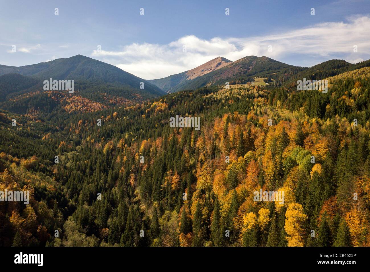 Aerial view of autumn mountain landscape with evergreen pine trees and ...