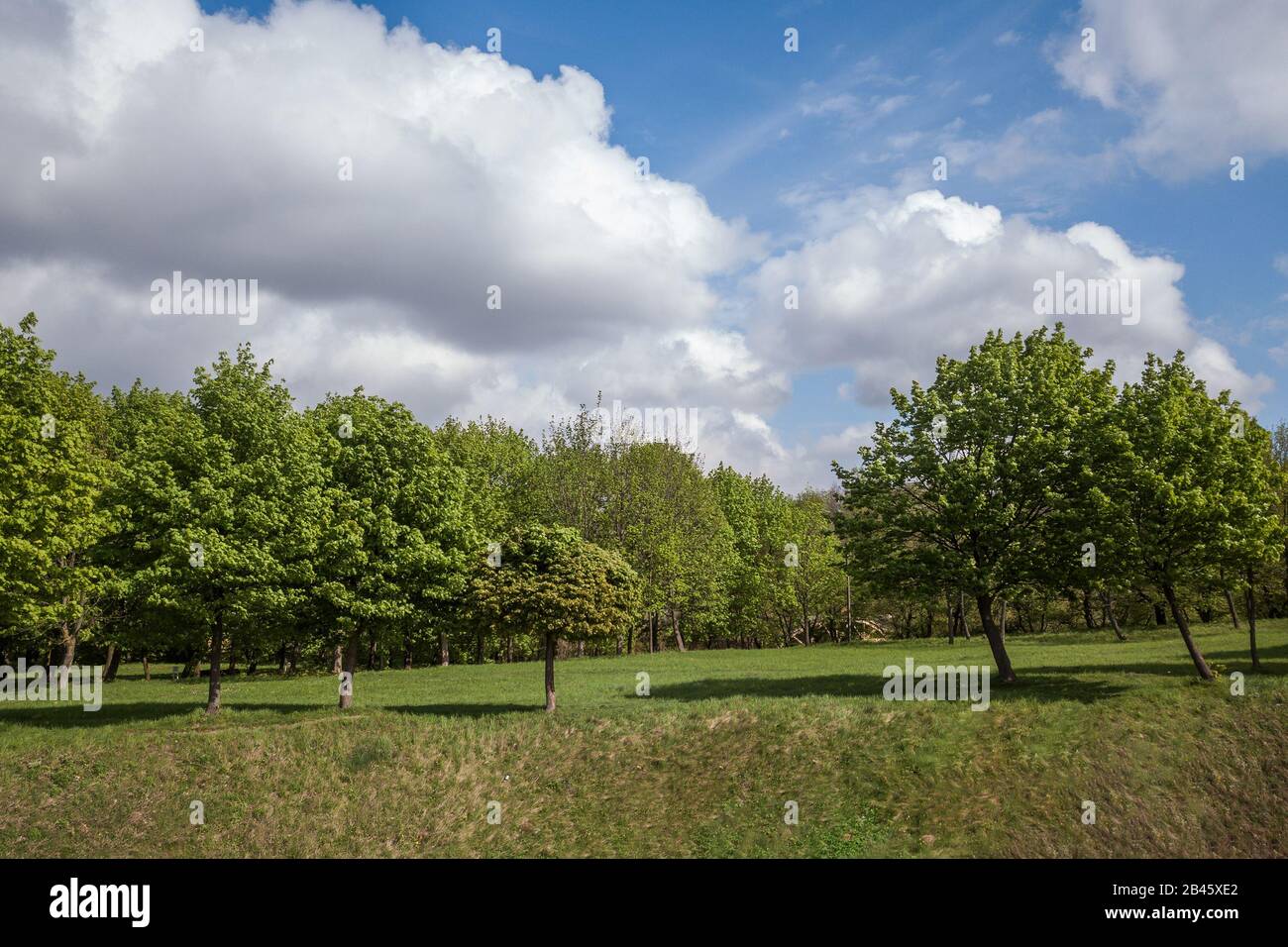 Aerial view of green summer forest or a park with many fresh trees ...