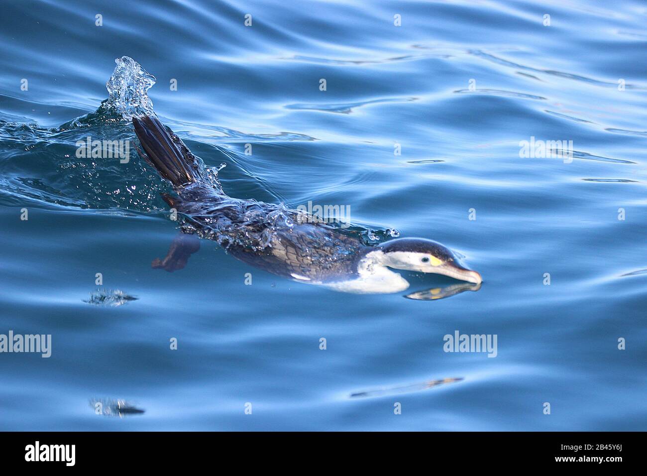 Cormorant swimming underwater hires stock photography and images Alamy
