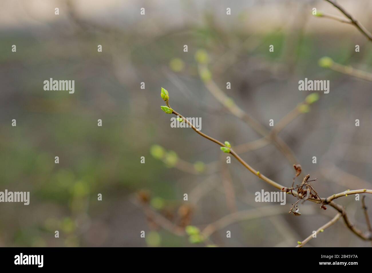 Tree branch with buds background, spring. image spring tree branch on ...