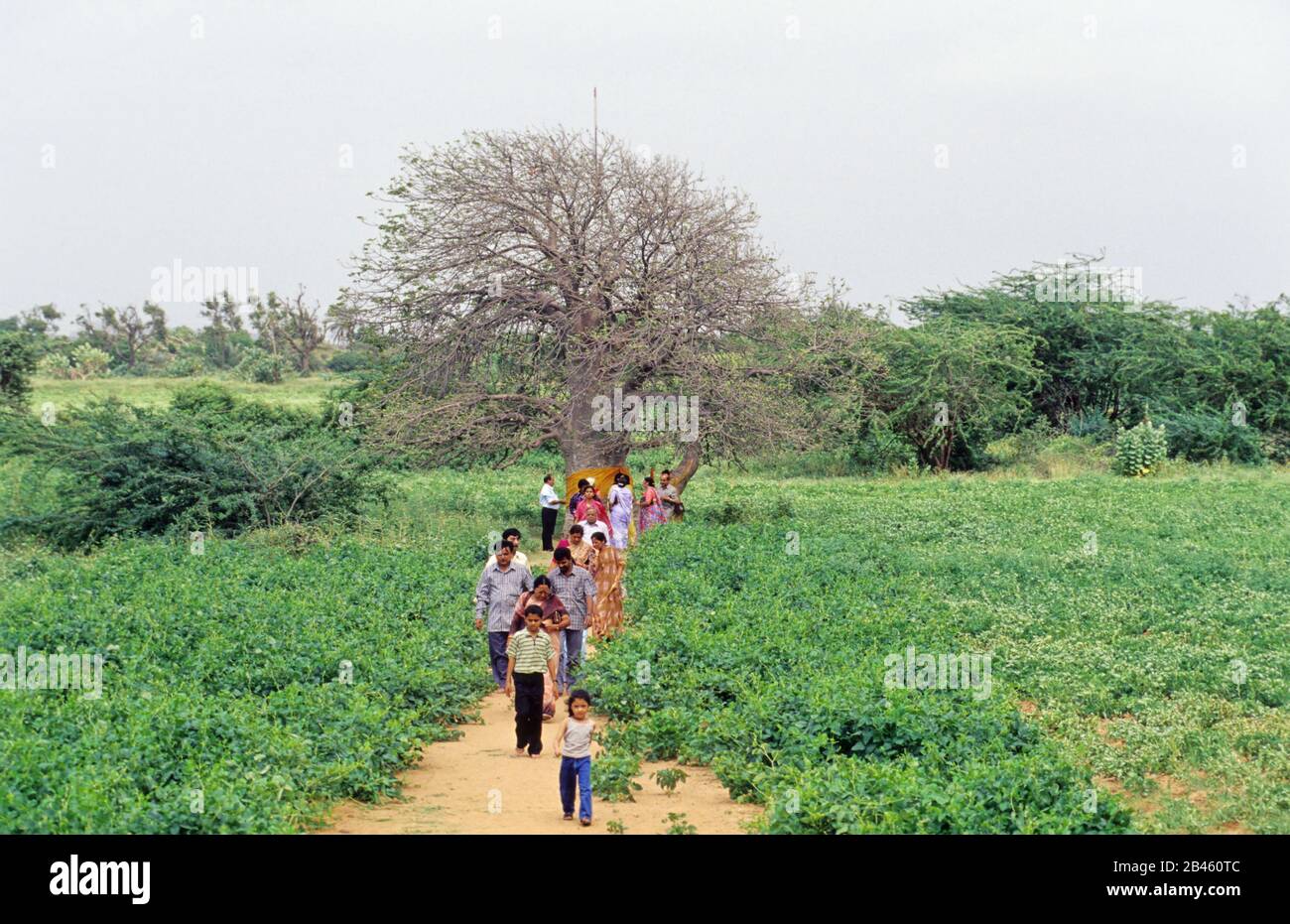 Kalpataru Tree and devotees , Kutch, Gujarat , India, Asia Stock Photo