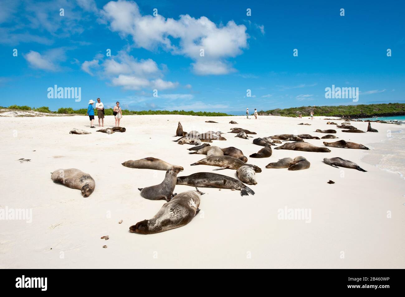 Galapagos sea lion (Zalophus wollebaeki), Gardner Bay, Isla Española