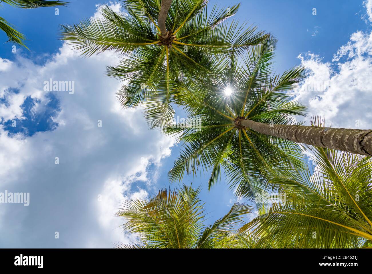 Coconut trees at the tropical beach Stock Photo - Alamy