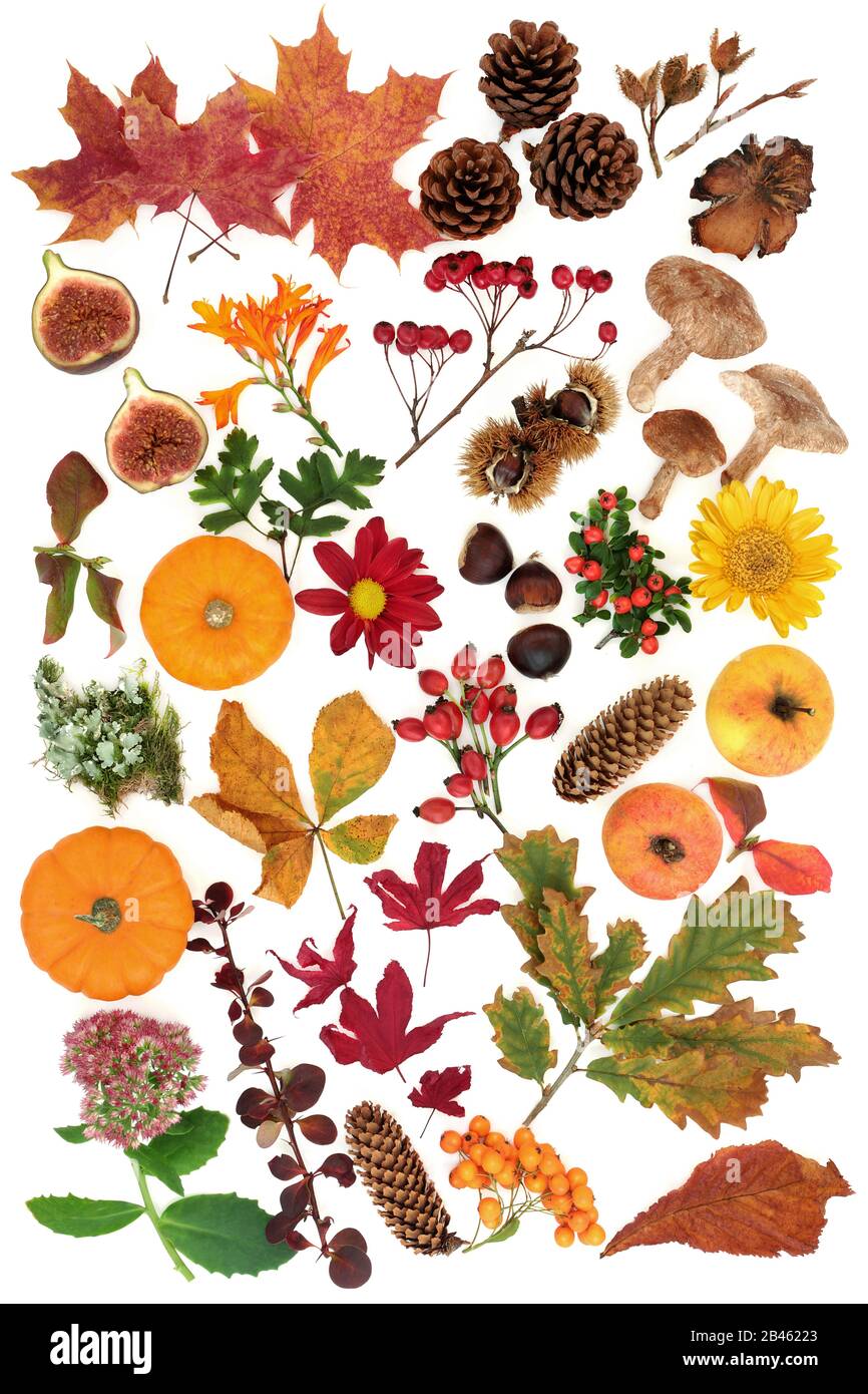 Autumn nature study with a large selection of food, flora and fauna on white background. Top view. Harvest festival theme. Stock Photo