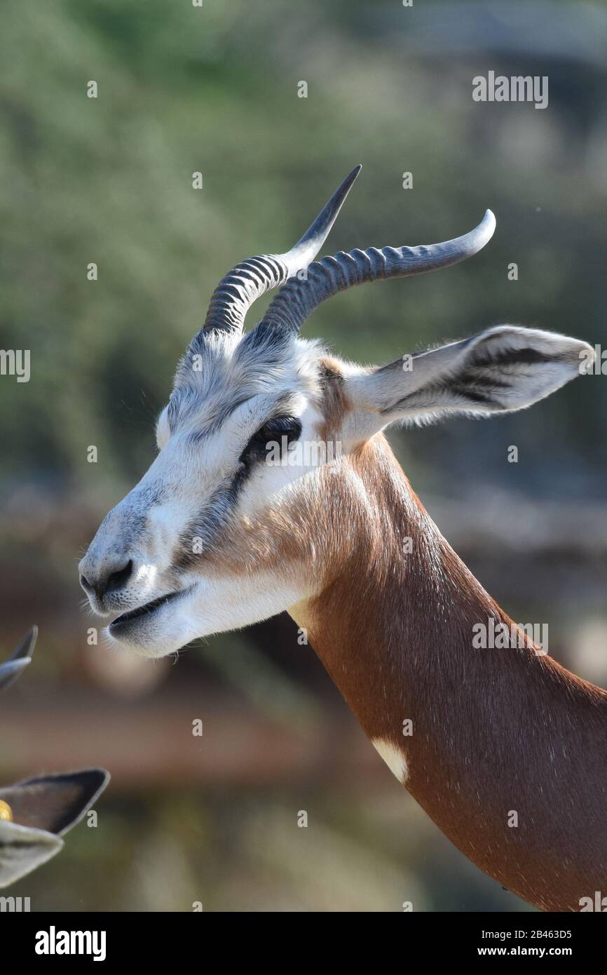 A critically endangered Sahara Africa resident, the Dama or Mhorr Gazelle at the Al Ain Zoo (Nanger dama mhorr) walking next to rocks and grass. Stock Photo