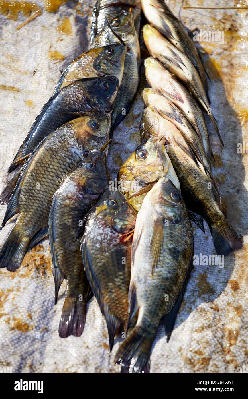 A catch of tilapia fish on sale at Nampan market, Inle lake, Myanmar