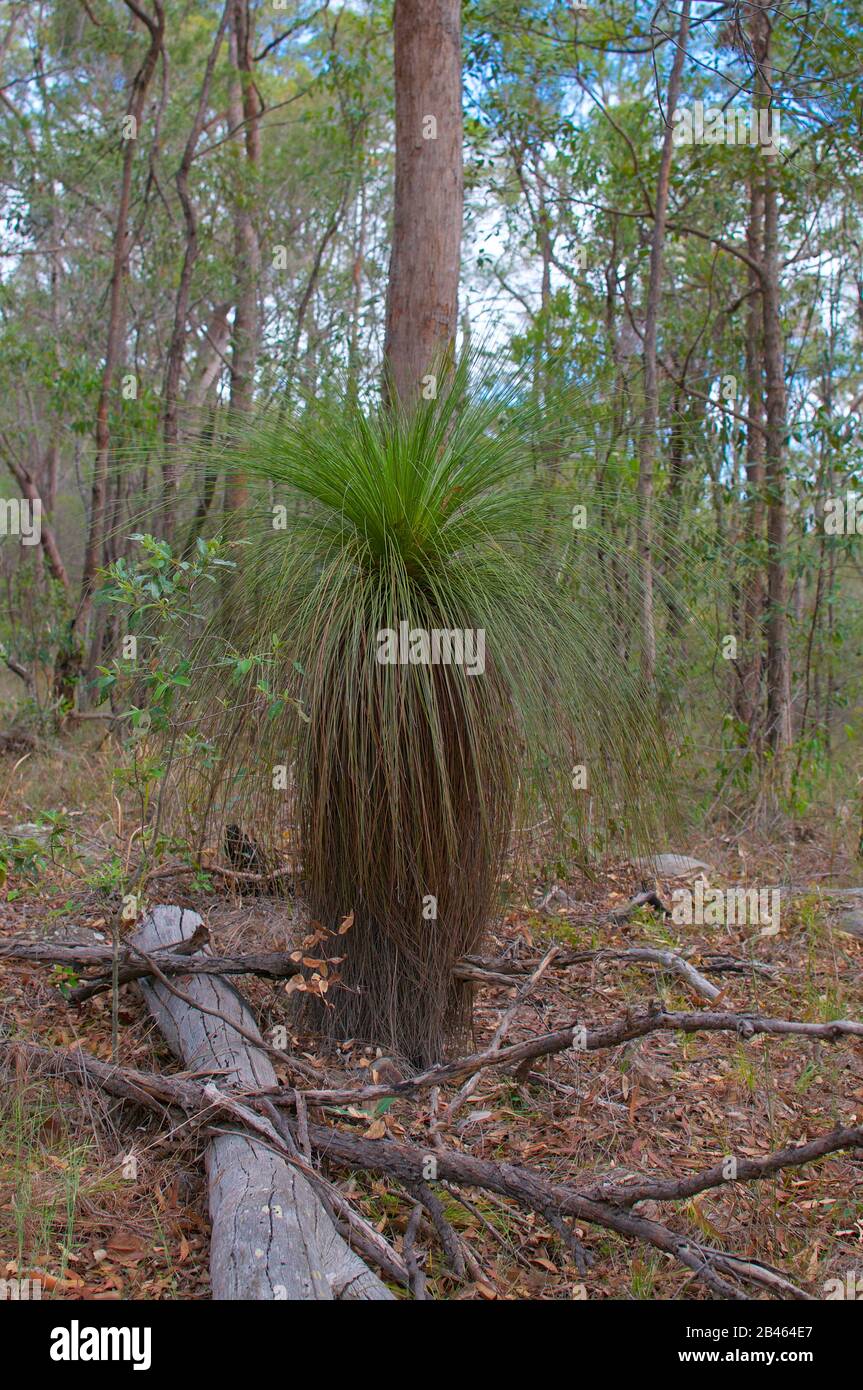 View of a beautiful grass tree (Xanthorrhoea) spotted at the Toohey