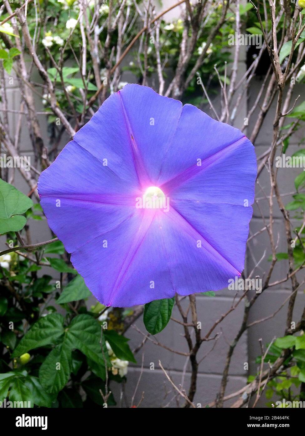 Front view of a fully open and beautiful purple morning glory flower captured in Brisbane, Australia Stock Photo