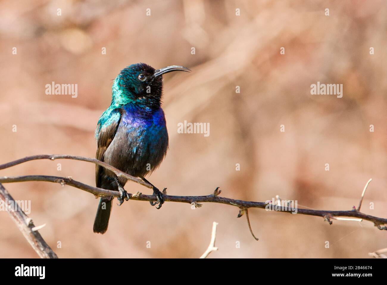 Palestine sunbird (Cinnyris osea) Stock Photo