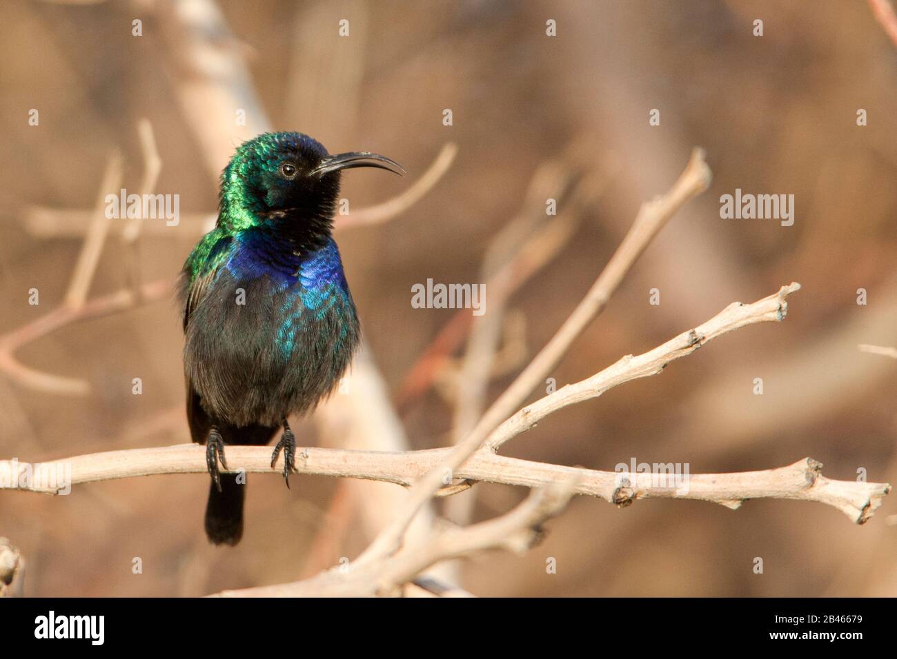 Palestine sunbird (Cinnyris osea) Stock Photo