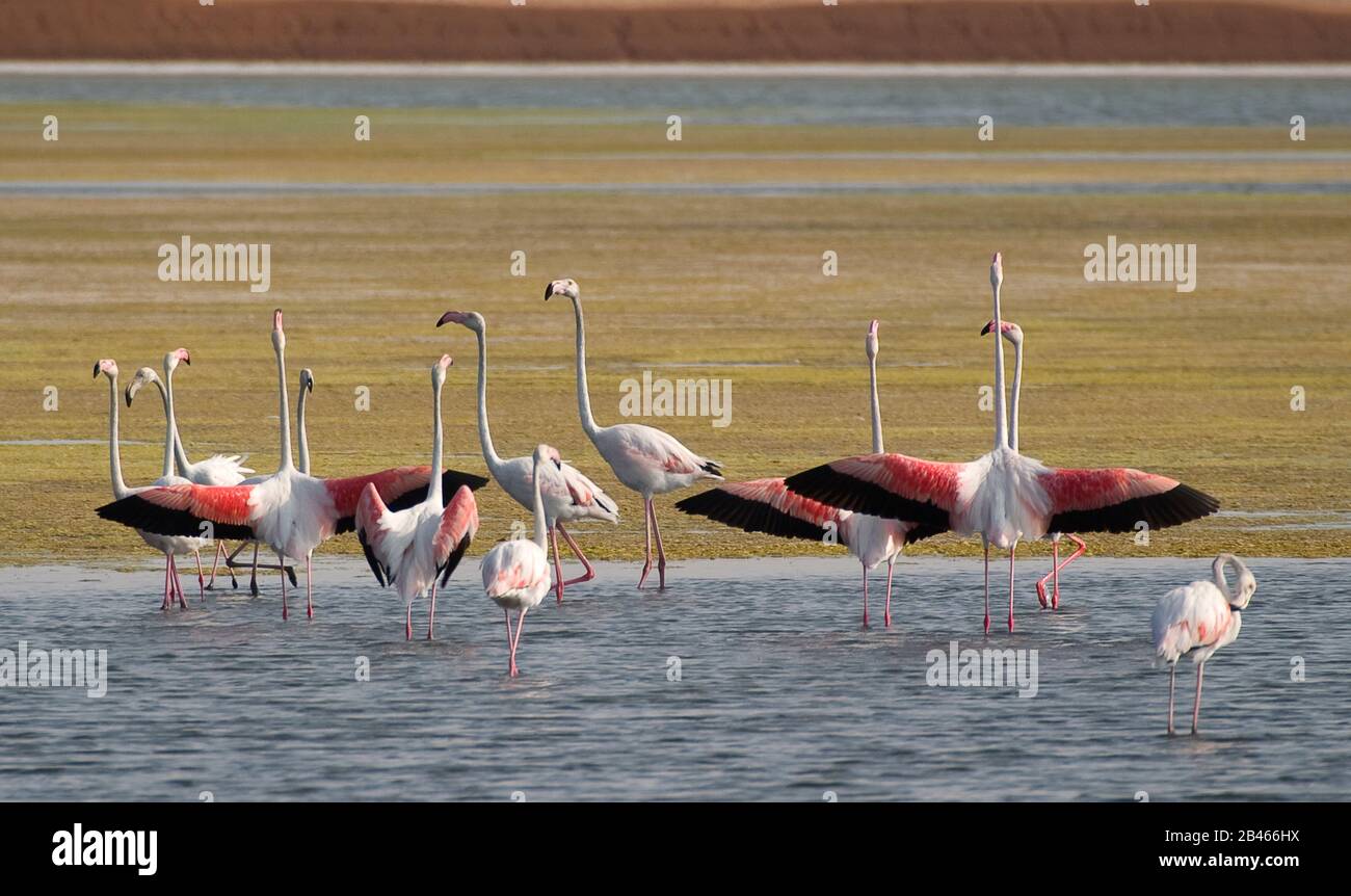 Greater flamingos at Kutch Stock Photo
