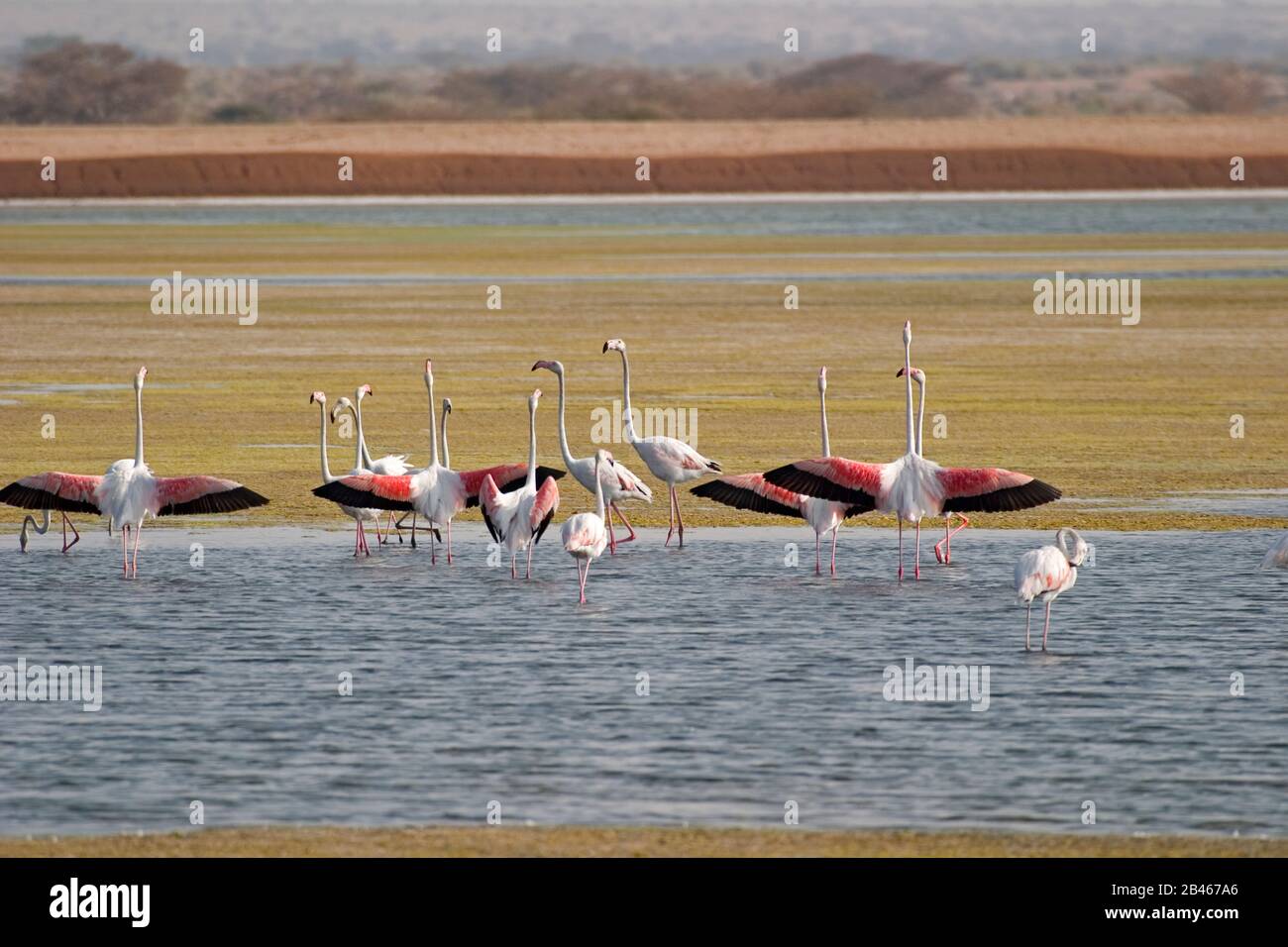 Greater flamingos at Kutch Stock Photo