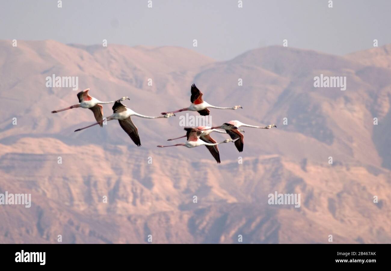 Greater flamingo  in flight (Phoenicopterus roseus) Stock Photo