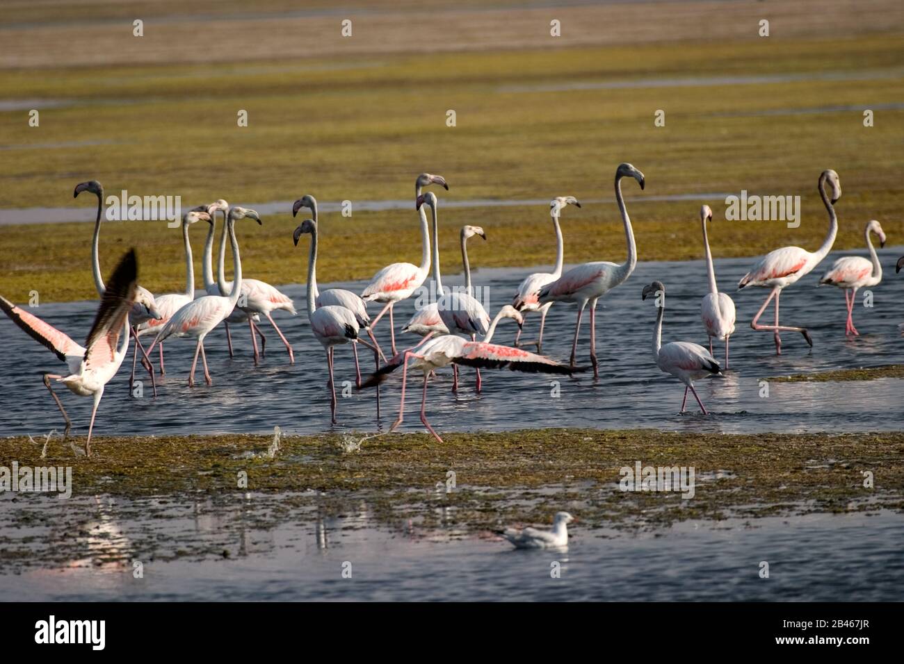 Greater flamingos at Kutch Stock Photo