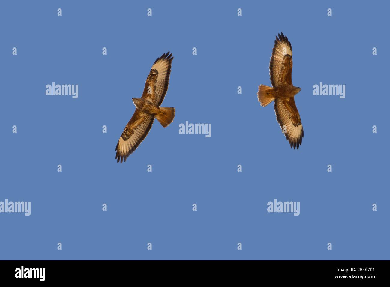 Common buzzard In Thermal migration Stock Photo