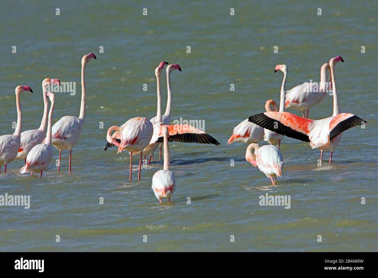 Greater flamingos at Kutch Stock Photo