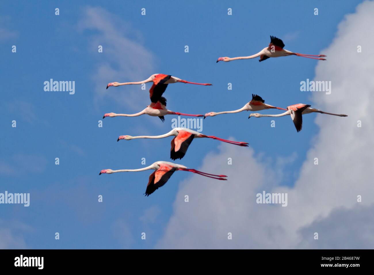 Greater flamingo  in flight (Phoenicopterus roseus) Stock Photo