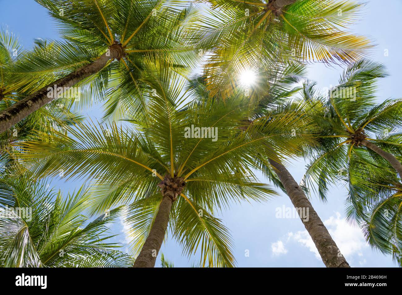 Coconut trees at the tropical beach Stock Photo - Alamy