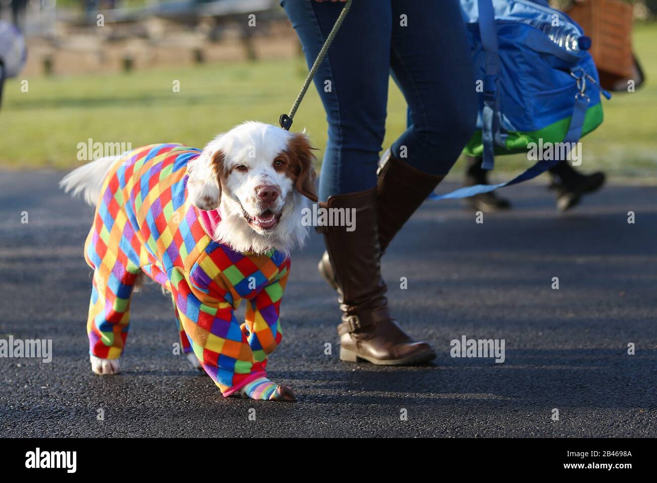 NEC Birmingham, UK. 6th Mar, 2020. Gun dog day at Crufts in Birmingham sees a variety of sizes and breeds arrive for the day's show. Credit: Peter Lopeman/Alamy Live News Stock Photo