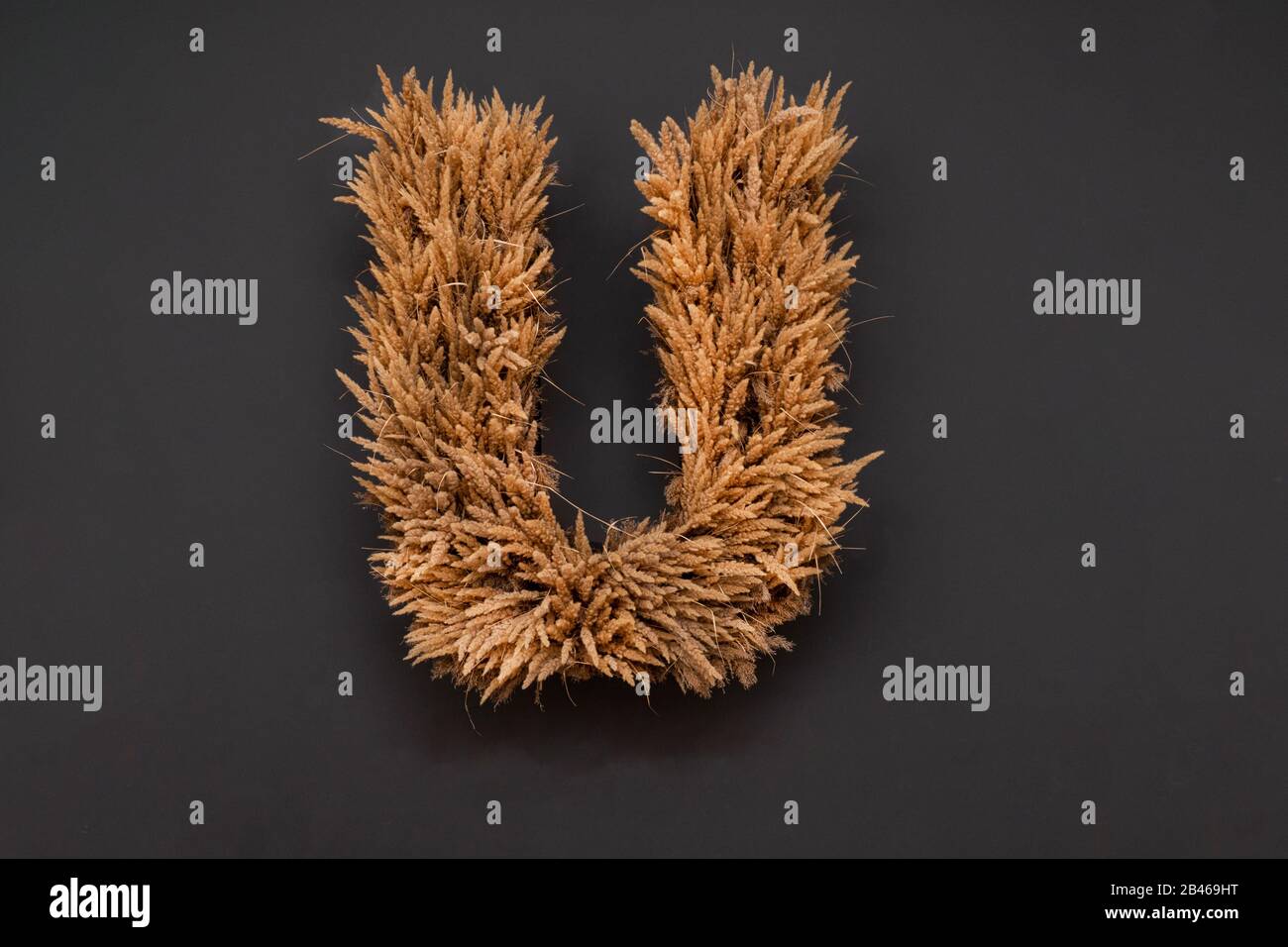 Letter U made from wheat on black background. Stock Photo