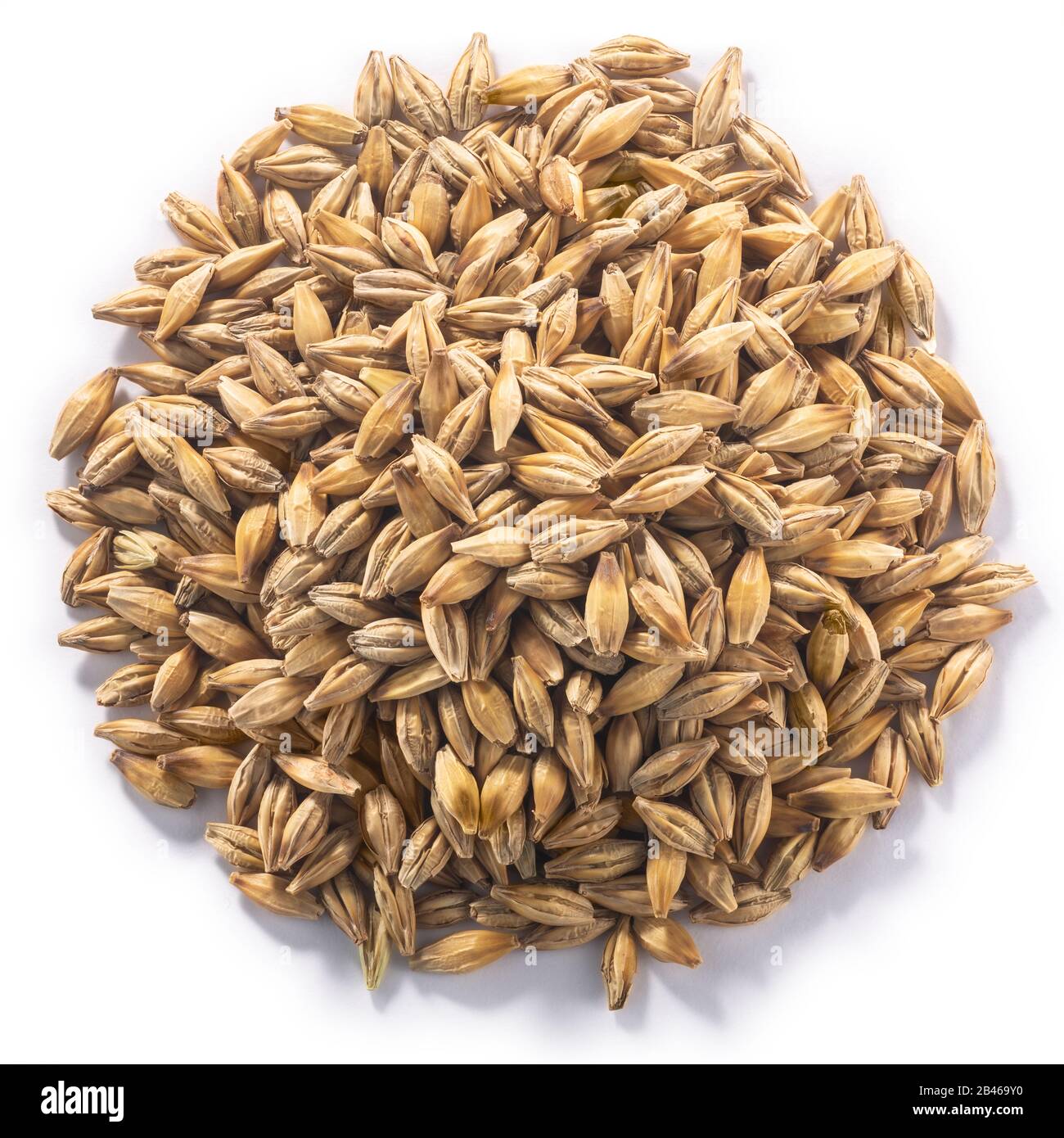 Pile of unhulled Barley (Hordeum vulgare seeds), isolated, top view Stock Photo