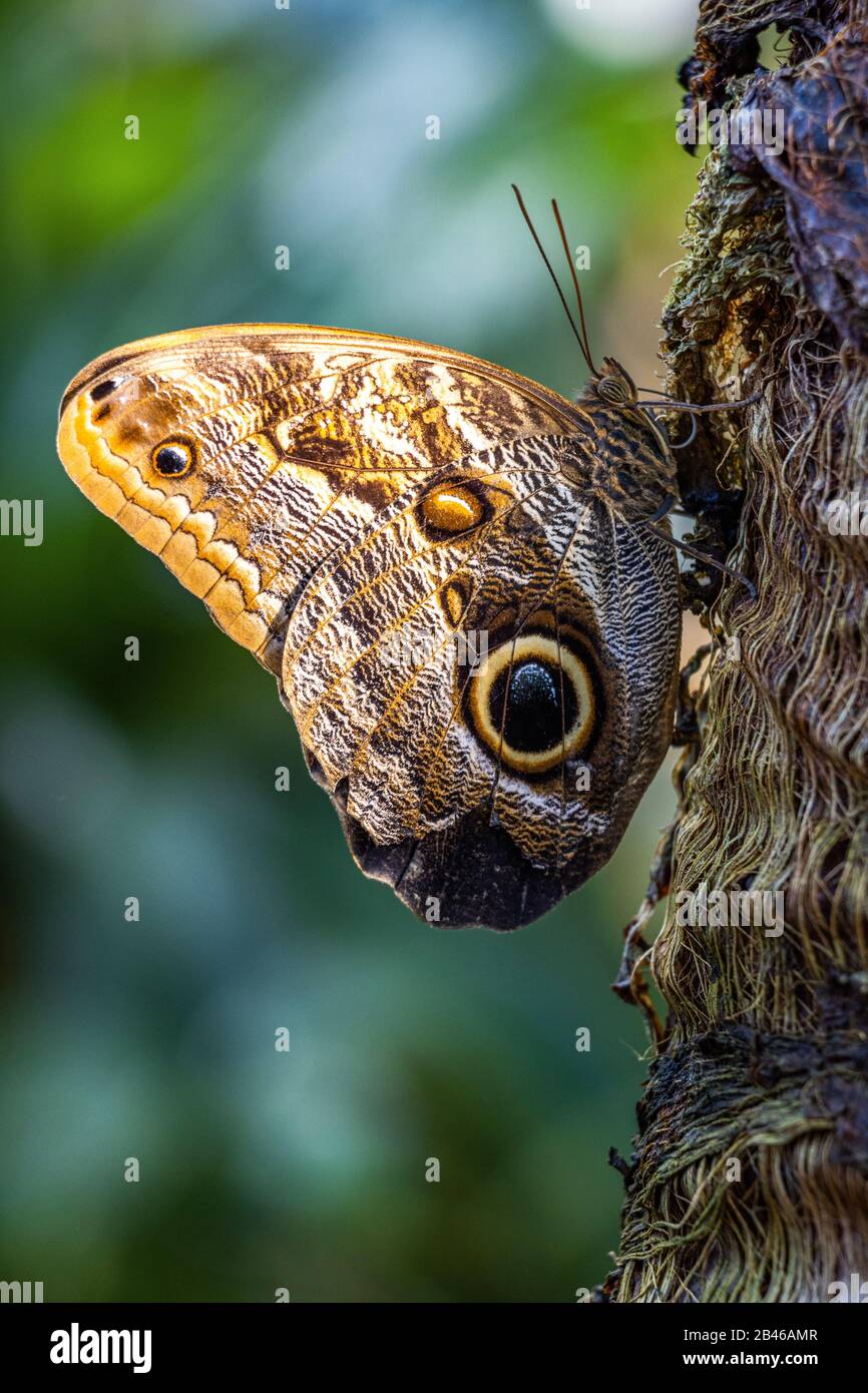 beautiful eye butterfly / wunderschöner Augenfalter Stock Photo