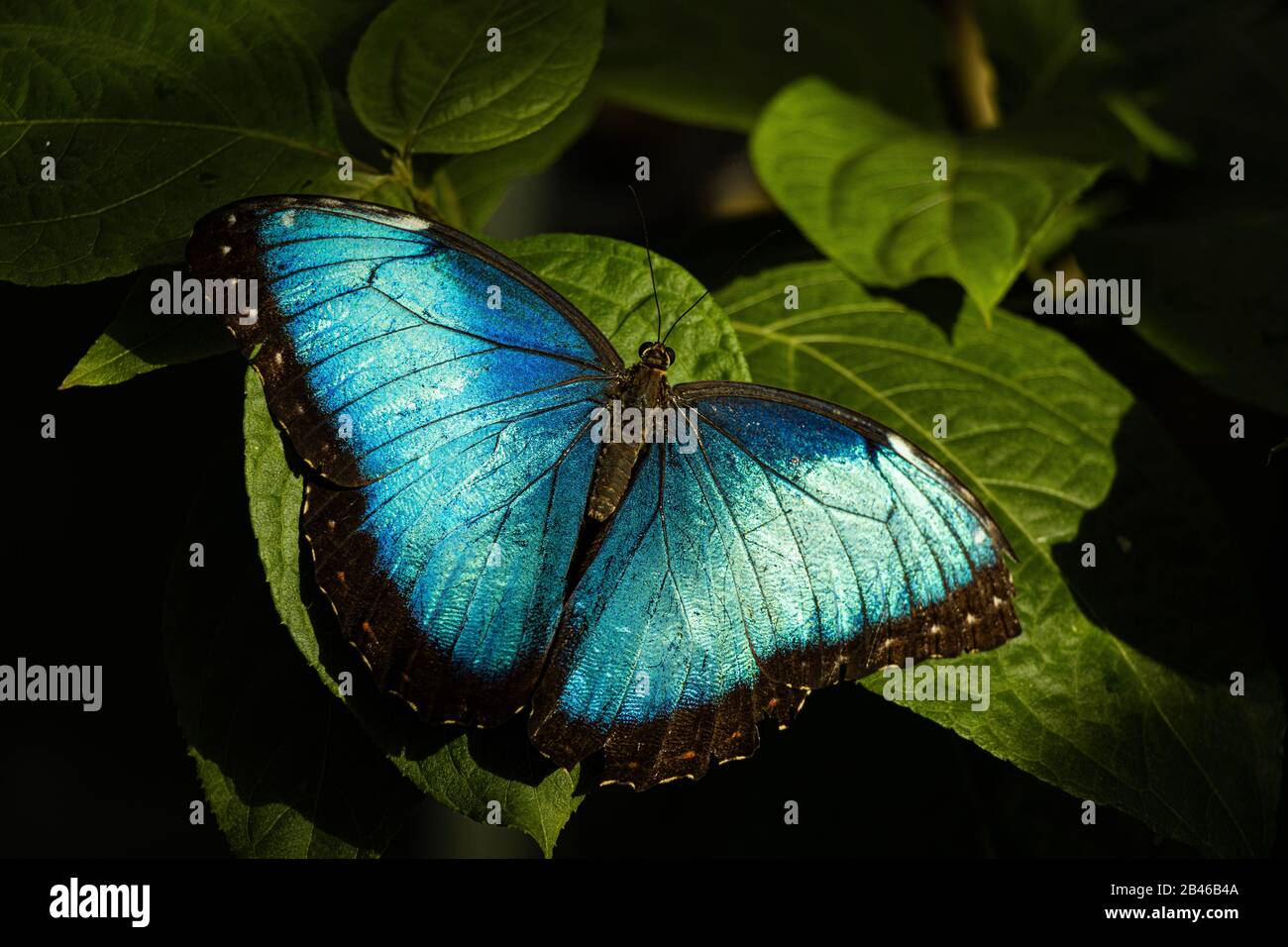 beautiful blue butterfly /  blauer Schmetterling Stock Photo