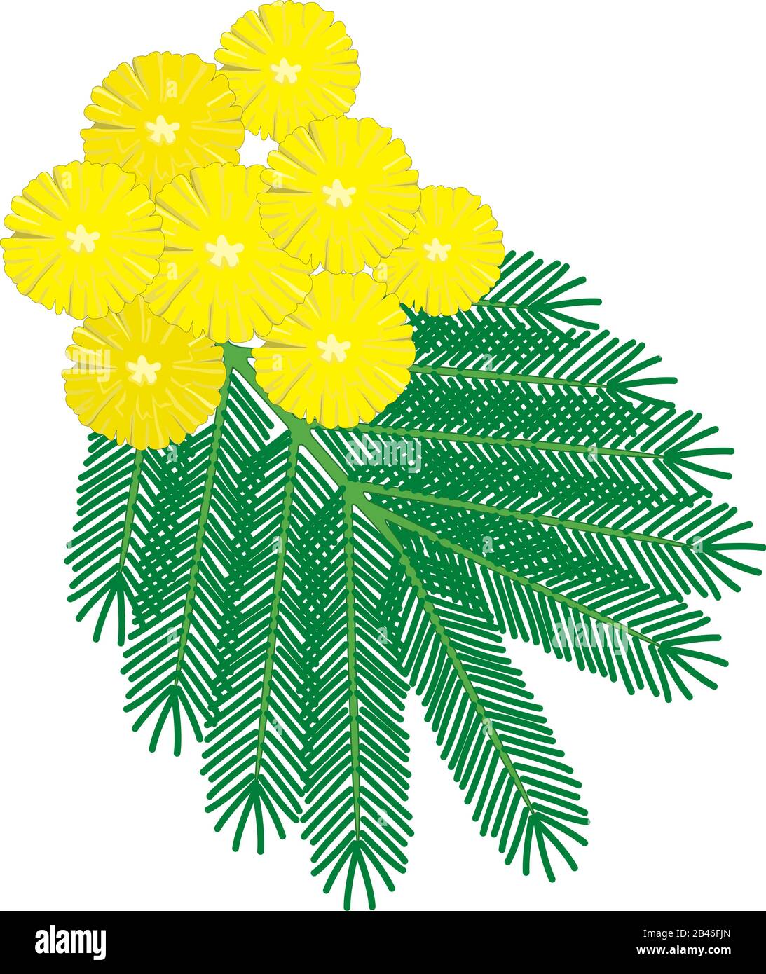 Mimosa Flower Vector Illustration Stock Vector