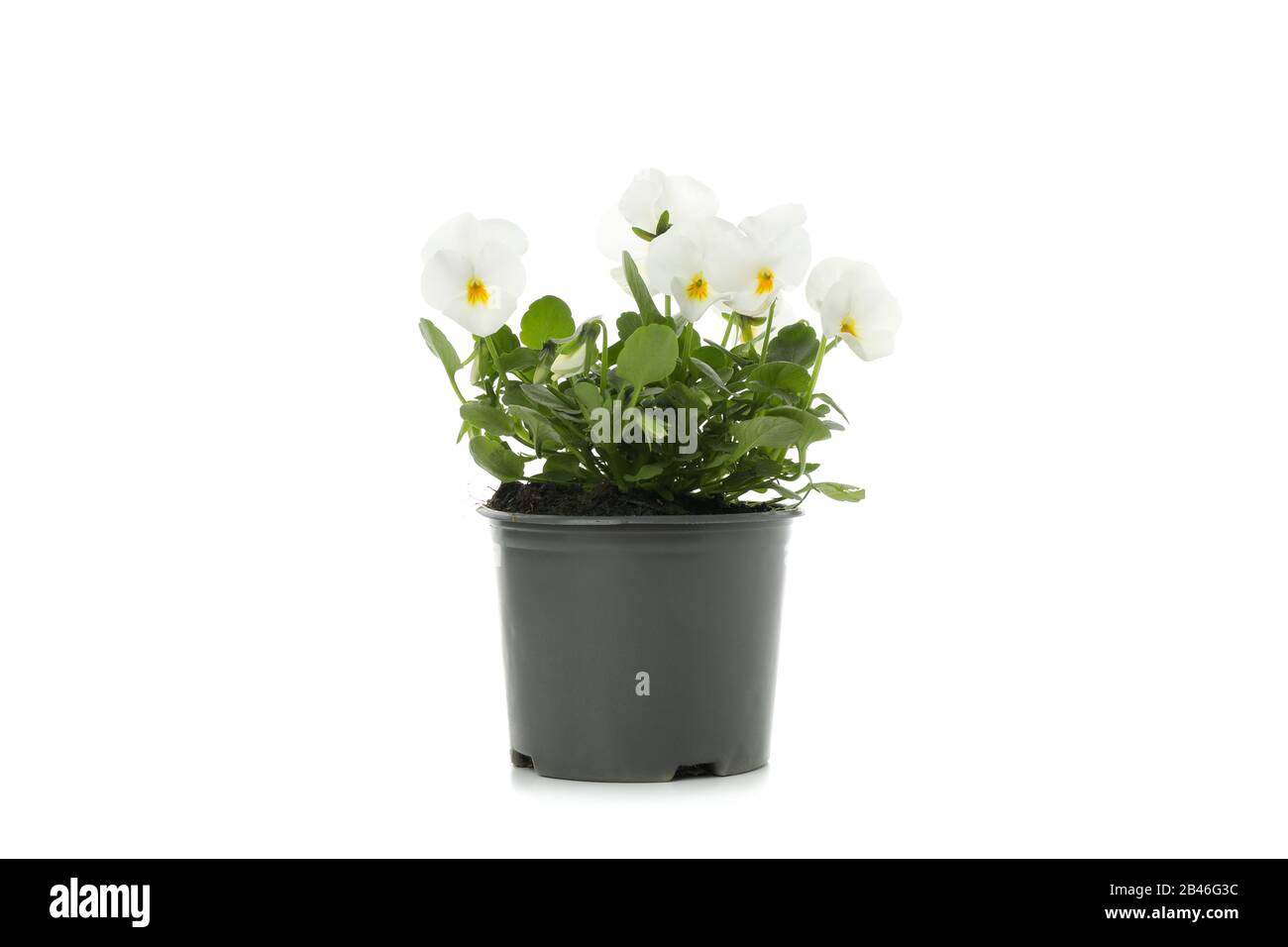 White pansies in flower pot isolated on white background Stock Photo