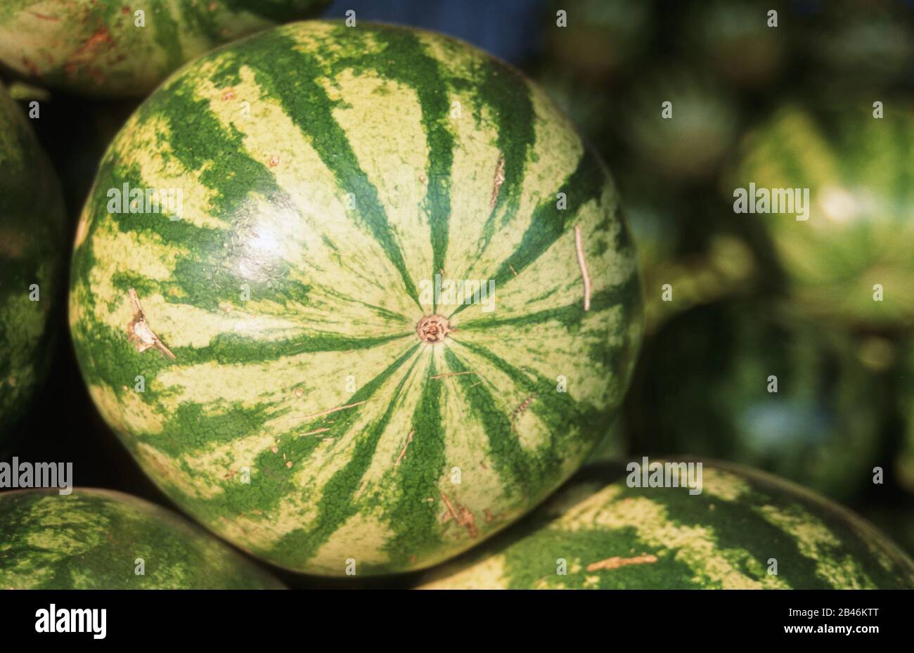 watermelon fruit, Citrullus lanatus, edible fruits Stock Photo - Alamy