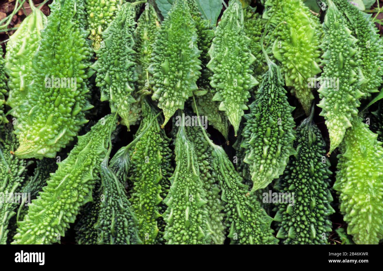Vegetables Bitter Gourd Stock Photo Alamy