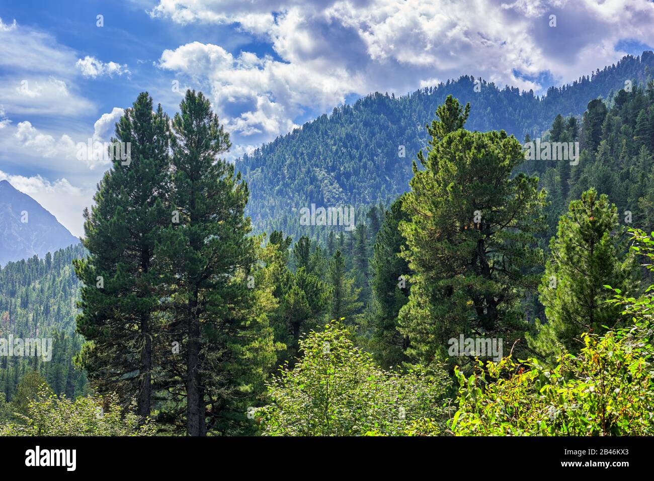Landscape with Siberian pine trees. Mountain taiga on sunny day in August. Tunkinsky National Park. Russia Stock Photo