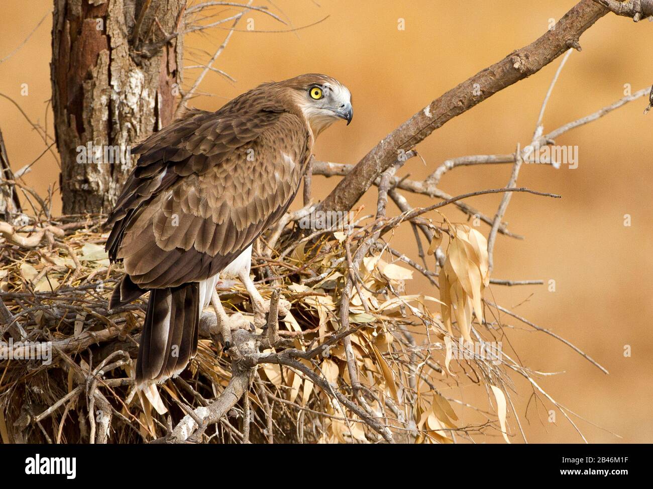 short-toed snake eagle (Circaetus gallicus) Nesting Stock Photo
