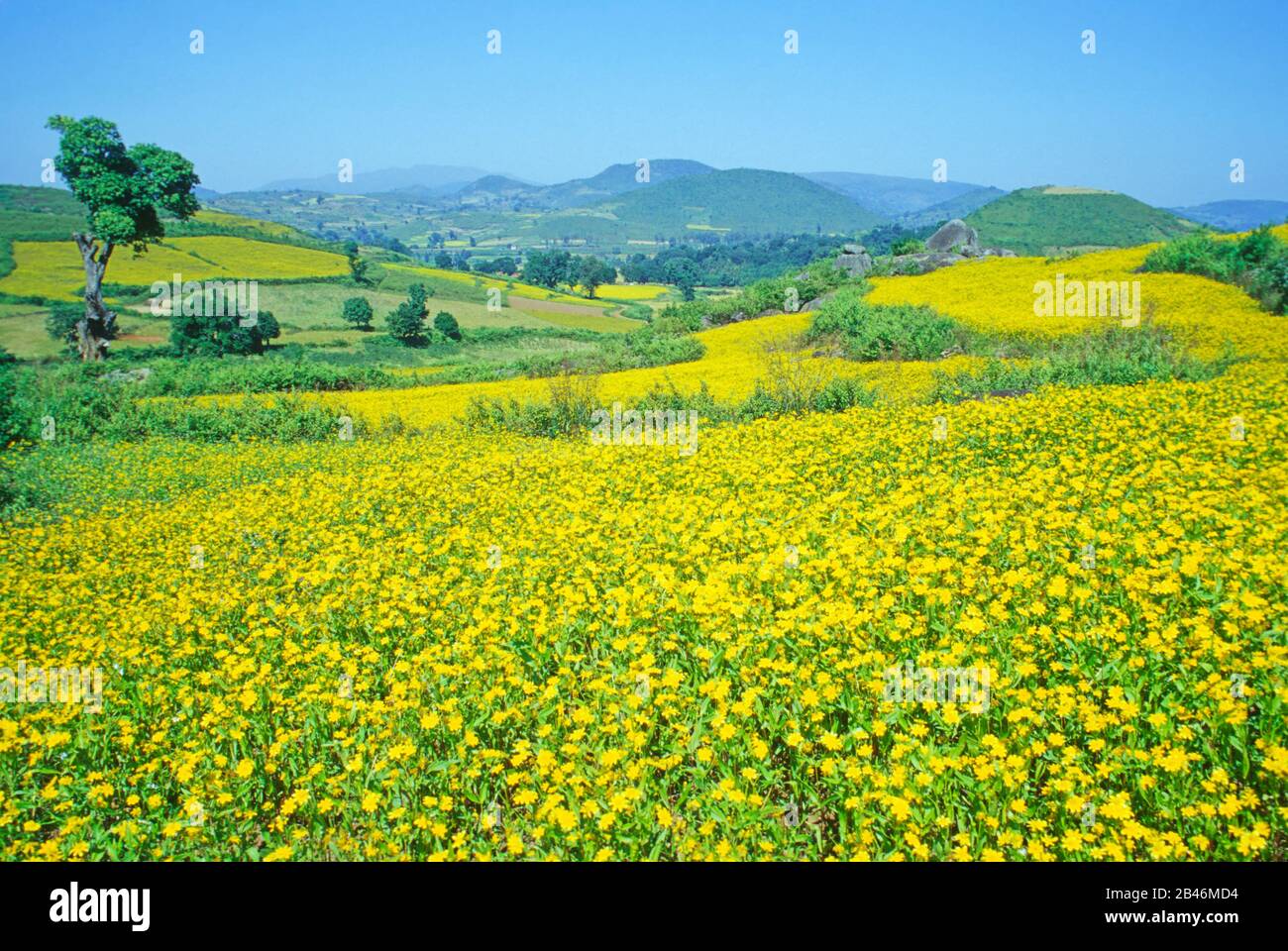 Mustard field, Araku Valley, hill station, Eastern Ghat, Visakhapatnam
