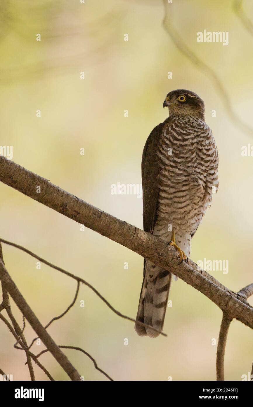 Eurasian sparrowhawk (Accipiter nisus) Standing on a branch Stock Photo