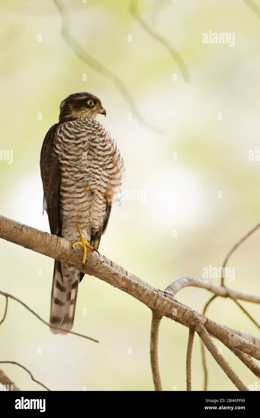 Eurasian sparrowhawk (Accipiter nisus) Standing on a branch Stock Photo