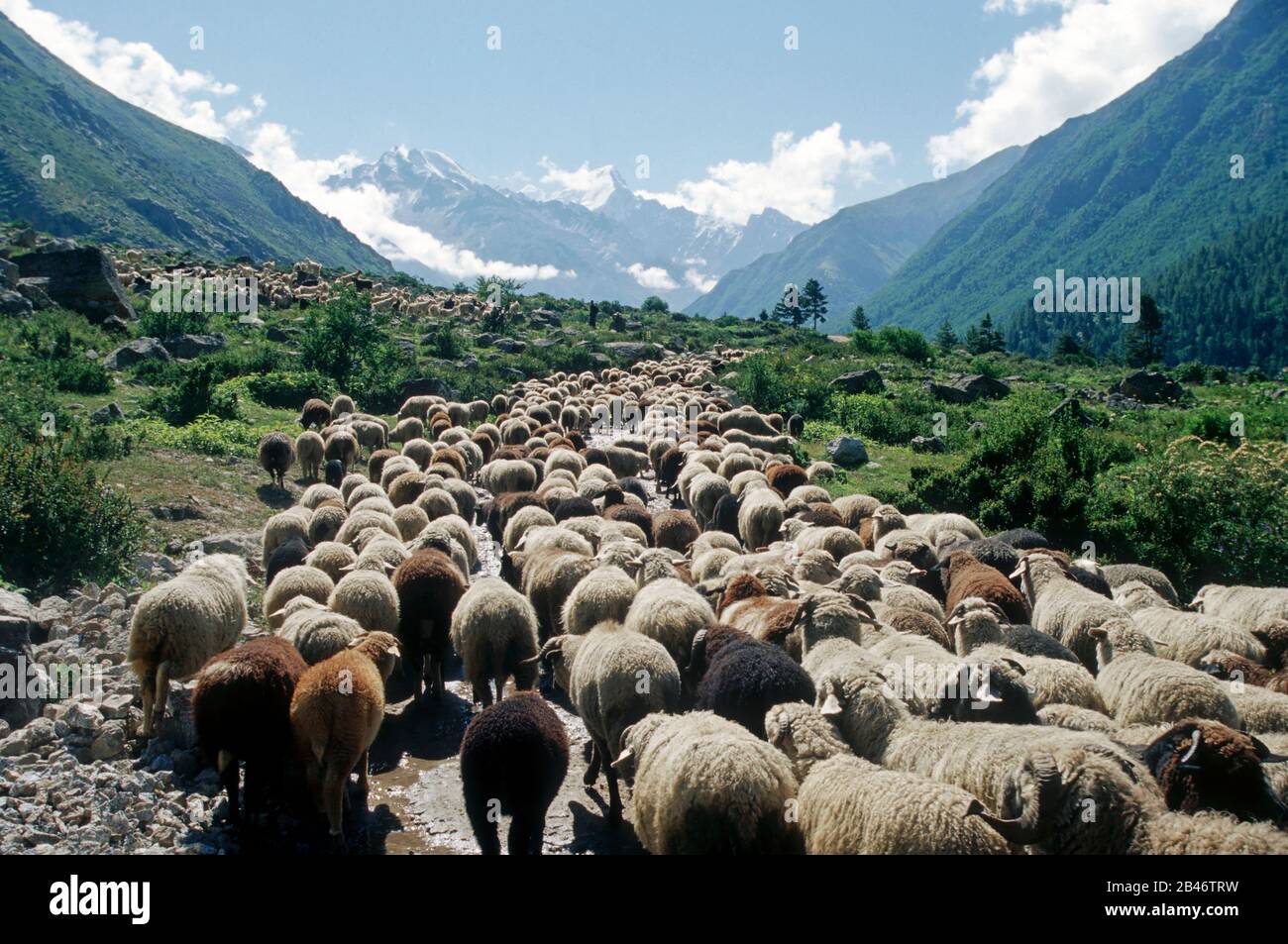 Sheep Himachal High Resolution Stock Photography and Images - Alamy
